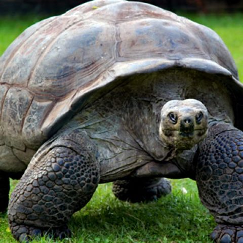 Tortuga Galapagos